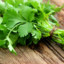 Cilantro