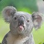 Koala Bent aka. TK-Killer