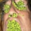 peas&#039;d to meet you