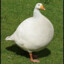 Goose69