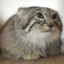 kočka manul
