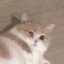 (ﾉ◕ヮ◕)ﾉ*:･ﾟ✧