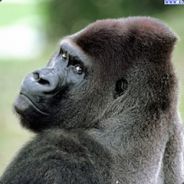 Hope for Gorilla