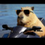 capybara