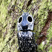 Avatar of DEVS FIX TF2