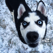 厉害的躺鸡小能手