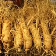 Ginseng  Master (GM)