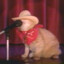 CatCowboy