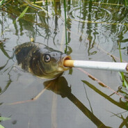 ПЬЯНЫЙ КАРАСЬ