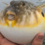 puffpufferfish