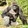 Harambe