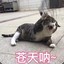 我叫散冰糖