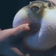 Pufferfishman