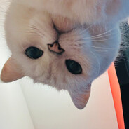 长得美的芽菜包