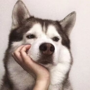 麻瓜不上贼船magua