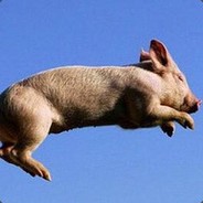 会飞的猪