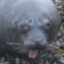 Murzeus