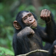 chimpanzee