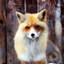 RedFox