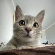 15 - steam id 76561199804382641