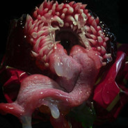 棒鸡的妈遭遇不幸