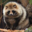 Tanuki