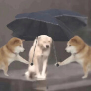 我的技术就跟ID一样菜