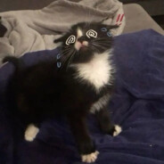 名字太长会有傻子读