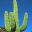 cactus sock