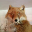 BIG SWEATY FOX