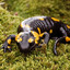 Salamandra