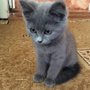 обезбашенный кот