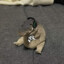 General.Croocodile
