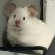 躲在海底吐泡泡的鱼