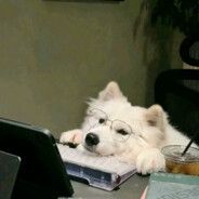 珍珠翡翠白玉汤