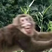 满山猴子就我腚红