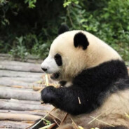 一只叫行天的胖熊猫