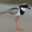 pied plover