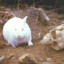 The Killer Rabbit of Caerbannog