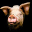 Andouille