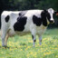 Ashteirohougne153