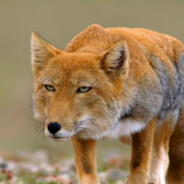 Тибетская лиса