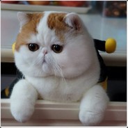 A humble cat perhaps avatar