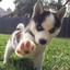 Husky