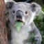 ElevatedKoala