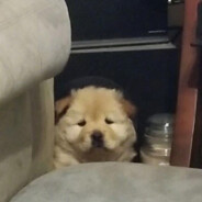 红豆泥TT瓦达西瓦土豆泥