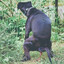 IGOR
