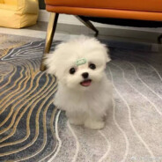 能不能换个昵称