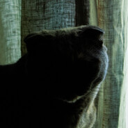 mitsykat
