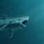 SHARK